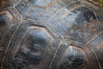 Foto op Canvas Giant Galapagos turtle, Galapagos Islands, Ecuador © sunsinger