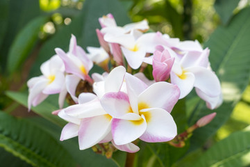 Frangipani, White and Pink flower on green leaf background