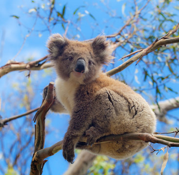 Koala in Great Ocean Road, Victoria, Australia