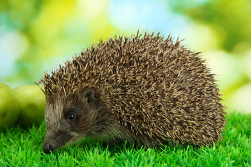 Hedgehog on grass, on green background