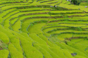 Terraced rice fields. Himalayas, Nepal
