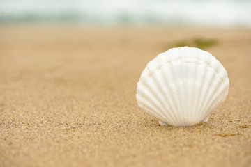 Fototapeta na wymiar Ocean shell on the beach close up with copy space