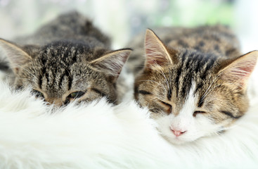 Naklejka na ściany i meble Two cats on plaid close-up
