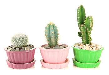 Cactuses in flowerpots, isolated on white
