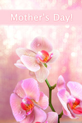 Beautiful blooming orchid  on light color background
