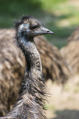 &Eacute;meu d&rsquo;Australie (Dromaius novaehollandiae)