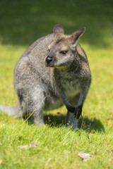 Naklejka na ściany i meble Wallaby (słowo Aborygenów pochodzenia) jest mały kangur