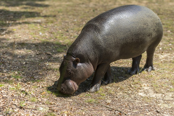 hippopotame