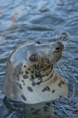 Fototapeta premium grey seal portrait