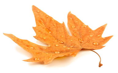 Fototapeta premium Dry maple leaf with drops, isolated on white