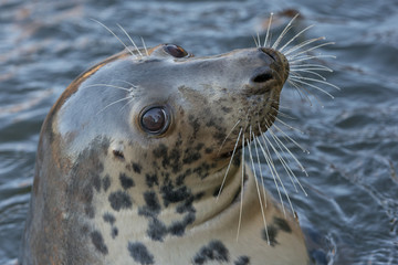 Fototapeta premium grey seal portrait