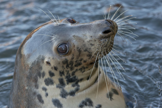 Grey Seal Portrait