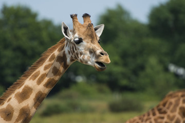  girafe (Giraffa camelopardalis)