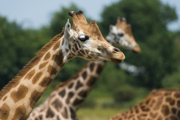  girafe (Giraffa camelopardalis)