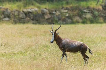 Damalisque (antilope)