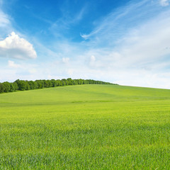 meadow and blue sky