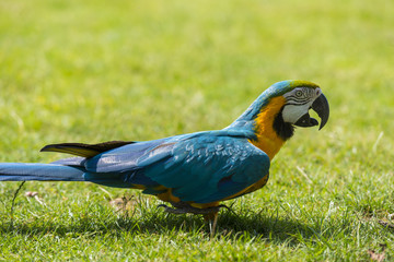 L'Ara bleu (Ara ararauna), encore appel&eacute; Ara bleu et jaune ou A