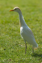 Héron garde-boeufs - Bubulcus ibis - Western Cattle Egret