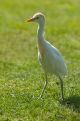 Fototapeta premium Héron garde-boeufs - Bubulcus ibis - Western Cattle Egret