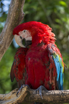 L'Ara rouge ou Ara macao (Ara macao) est un grand perroquet colo