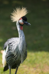 Fototapeta premium Grue couronnée - Balearica pavonina - Black Crowned Crane