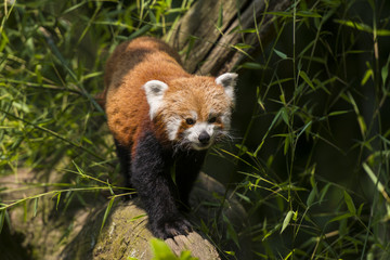 Le petit panda, panda roux, panda fuligineux ou panda éclatant