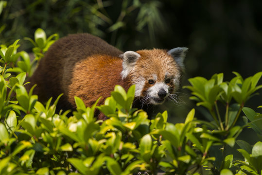 Fototapeta Le petit panda, panda roux, panda fuligineux ou panda éclatant
