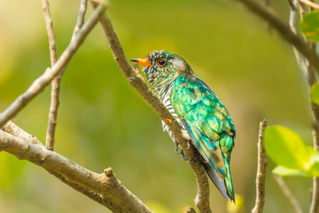 Male Asian Emerald Cuckoo (Chrysococcyx maculatus) in nature