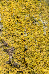 Lonely old tree covered with moss in the autumn.