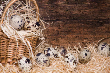 Obraz premium Wachteleiernest vor alter Holzwand