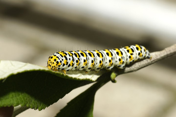 Raupe des Braunwurz-Mönchs (Cucullia scrophulariae)