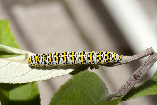 Raupe des Braunwurz-M&ouml;nchs (Cucullia scrophulariae)