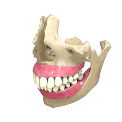 Teeth front View 03 © scyrus