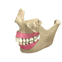 Teeth Side View 04 © scyrus