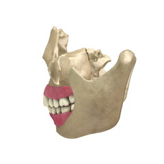 Teeth back View 03 © scyrus