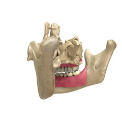 Teeth back View 04 © scyrus