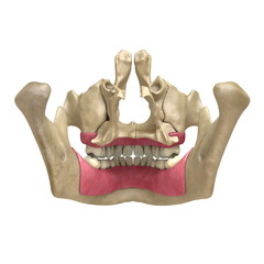Teeth back View 05 © scyrus