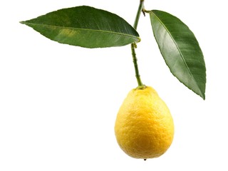 Lemon, fruit on the branch and on a white background