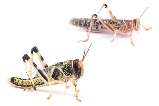 Locust, Desert locust (Schistocerca gregaria)