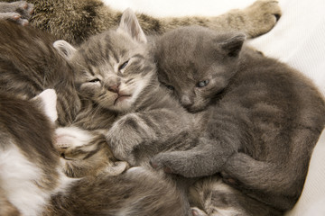 sleeping cat children