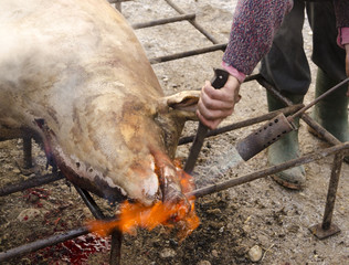 Traditional pig slaughter