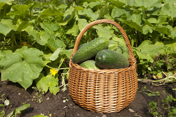 Basket of tresh cucumbers