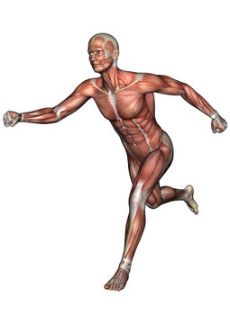 Male Anatomy Figure