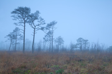 Obraz na płótnie Canvas pine trees on marsh in fog
