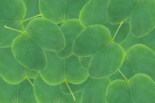 Orchid tree leaf background