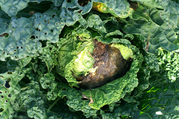 Fungal disease on cabbage