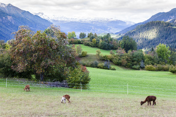Alps landscape with alpacas near Filisur, canton Graubunden, Swi