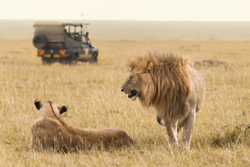 African lion couple and safari jeep