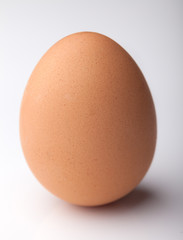 Brown chicken egg