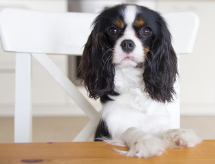 dog begging for food